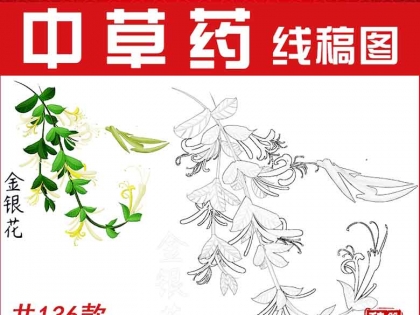 打印中国风中草药材植物简笔画手绘本草纲目线稿儿童涂色线描素材
