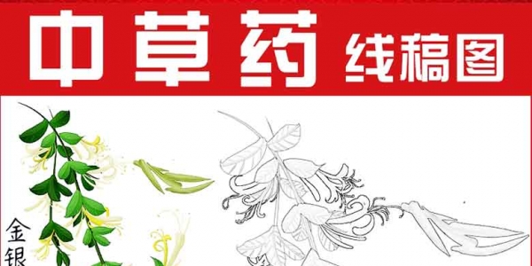 打印中国风中草药材植物简笔画手绘本草纲目线稿儿童涂色线描素材