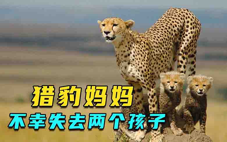 u=2536928541,63449215&fm=225&app=113&f=JPEG.jpg