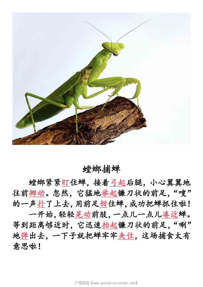 三年级上册语文《搭船的鸟》小练笔范文+写作单，10页PDF电子版