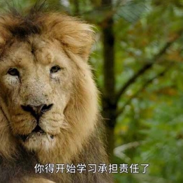 欢乐动物园 The Zoo 中文版全30集国语中字高清1080P视频MP4百度网盘下载